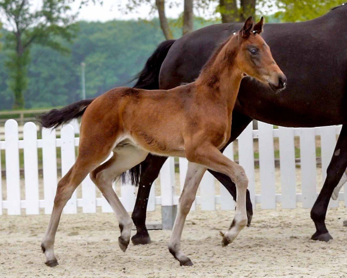 Pferd For Dressage (Westfale, 2020, von Fonq)