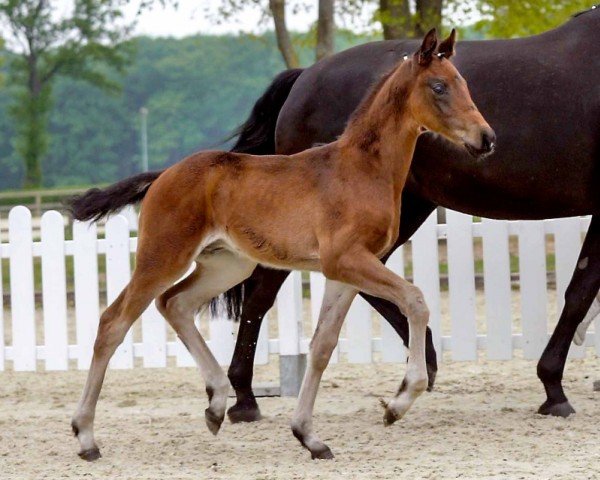 horse For Dressage (Westphalian, 2020, from Fonq)