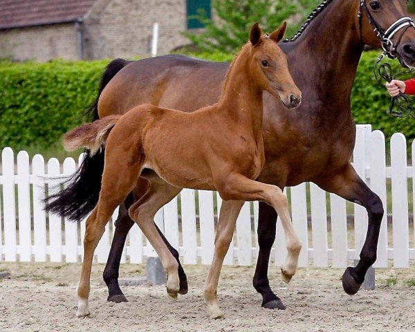 horse Valena (Westphalian, 2020, from Vaderland OLD)