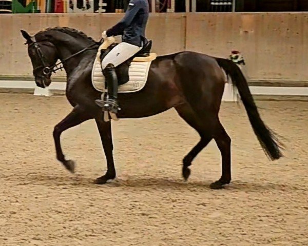 dressage horse Take my heart 4 (German Sport Horse, 2018, from Birkhof's Topas Fbw)