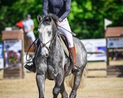 Springpferd Hickstead van de Beesthohe (Oldenburger, 2018, von HICKSTEAD WHITE)