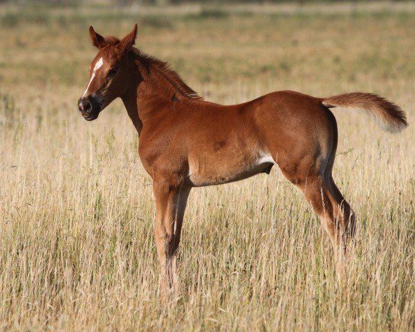 horse Dancing Destiny (Oldenburg show jumper, 2022, from High Level 7)