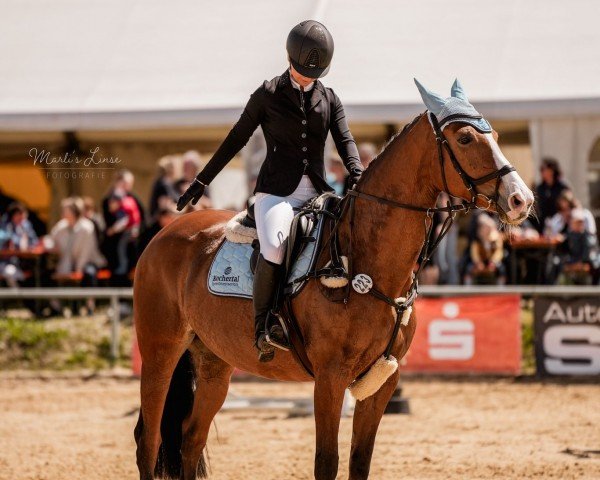 jumper Libelle for Passion (Belgian Warmblood, 2011, from For Passion d'Ive Z)
