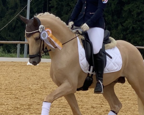 stallion Thurau's Giotto (German Riding Pony, 2017, from HET Golden Dream)