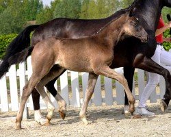 horse Sezuan's Dream (Westphalian, 2020, from Sezuan's Donnerhall)