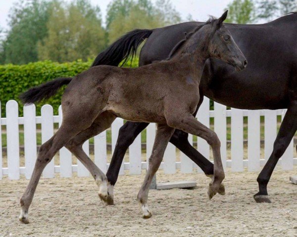 Pferd La Belle (Westfale, 2020, von Le Formidable)