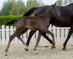 horse La Belle (Westphalian, 2020, from Le Formidable)