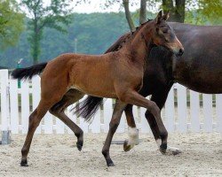 horse Zukunftsstern (Westphalian, 2020, from Blue Hors Zackerey)