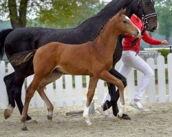horse Der Künstler (Westphalian, 2020, from Gut Wettlkam's D'avie FRH)