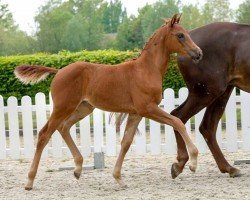 horse Viva Colonia (Westphalian, 2020, from Vivaldos)
