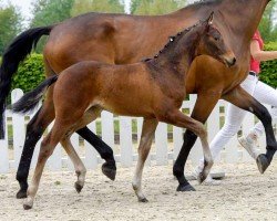 horse First fly to the Sky (Westphalian, 2020, from First Selection)