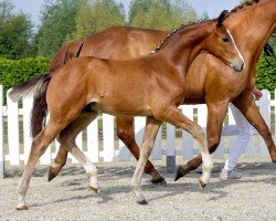 horse Der Neue (Westphalian, 2020, from De Niro Gold 3)