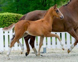 horse Der Freudentänzer (Westphalian, 2020, from Donier)