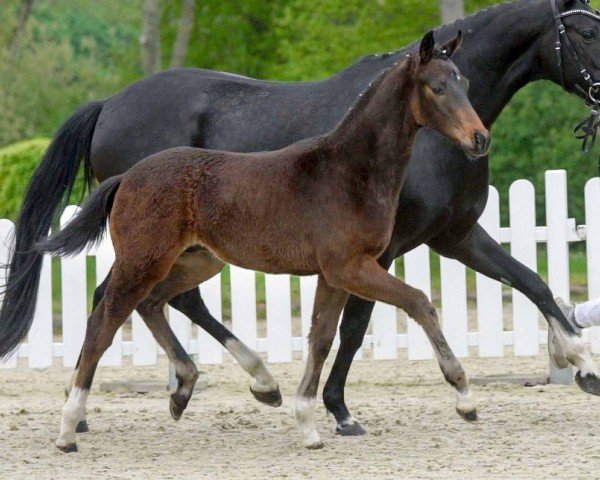 horse Vitus (Westphalian, 2020, from Viva Gold OLD)