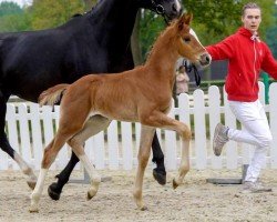 horse Fiete (Westphalian, 2020, from For Gold OLD)