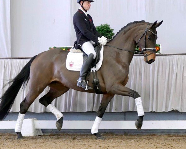 horse Rapunzel (Westphalian, 2016, from Real Grandios)