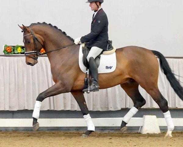 dressage horse Vision R (Oldenburg, 2018, from Blue Hors Veneziano)