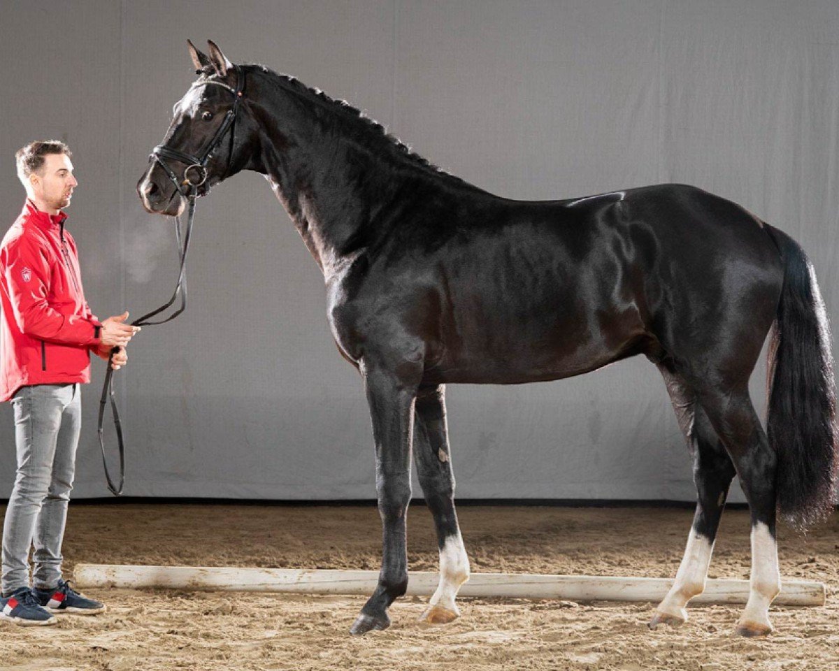 horse Richelieu (Westphalian, 2018, from Harmony's de Beau)