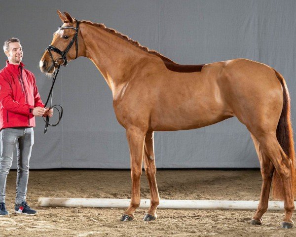 Pferd FireFly (Westfale, 2017, von Fürst Jazz)