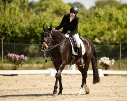 dressage horse Dow Jones Hävg (Hanoverian, 2006, from Don Frederico)