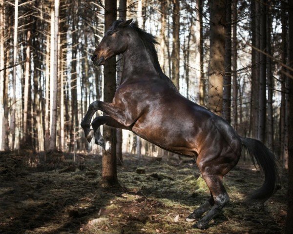 Pferd Albführen's Lorenzo (Württemberger, 2001, von Laudatio)
