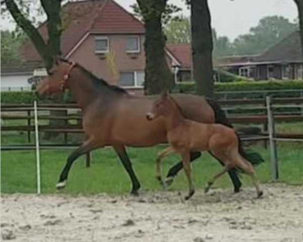 broodmare Fanessa (Westphalian, 2008, from Fuerstentraum 2)