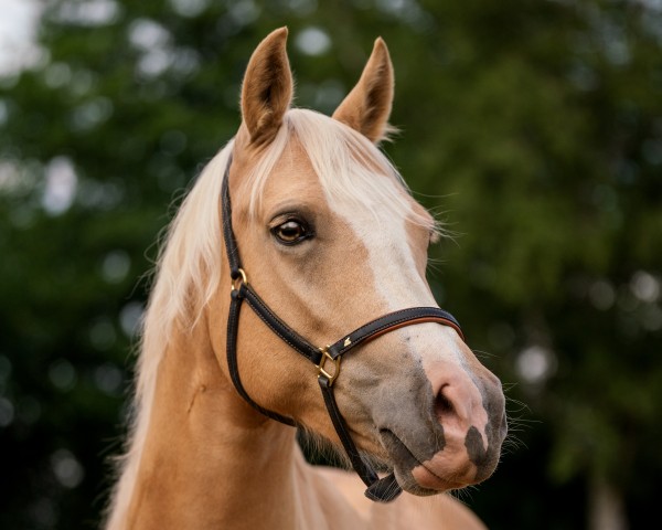 horse Admira B (German Riding Pony, 2016, from FS Mr. Right)