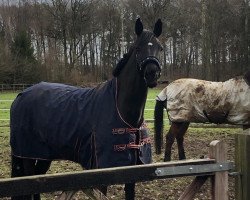 jumper Pialotta WW (Westphalian, 2015, from Pilothago Dxb)