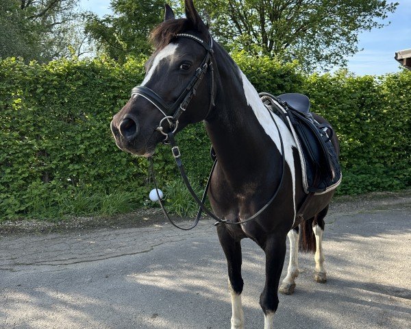 Pferd Santana (Deutsches Reitpony, 2015, von Champ)
