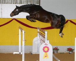 jumper Conti R (Hanoverian, 2010, from Contendro I)