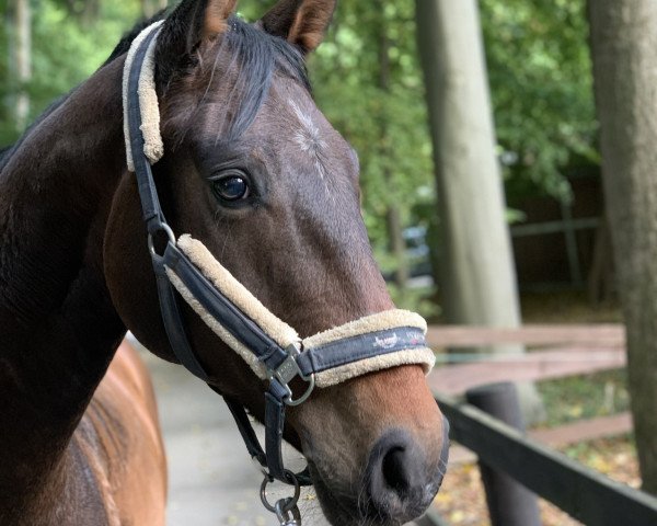 Pferd Don 608 (Hannoveraner, 2014, von Don Index)