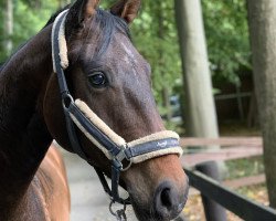 horse Don 608 (Hanoverian, 2014, from Don Index)