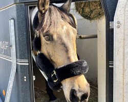 jumper Aughnahee Florinta (Irish Sport Horse, 2014, from Sillan Lux)
