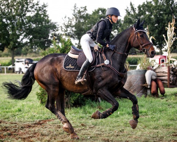 jumper Lavalino 5 (Oldenburg, 2005, from Lacatraz)