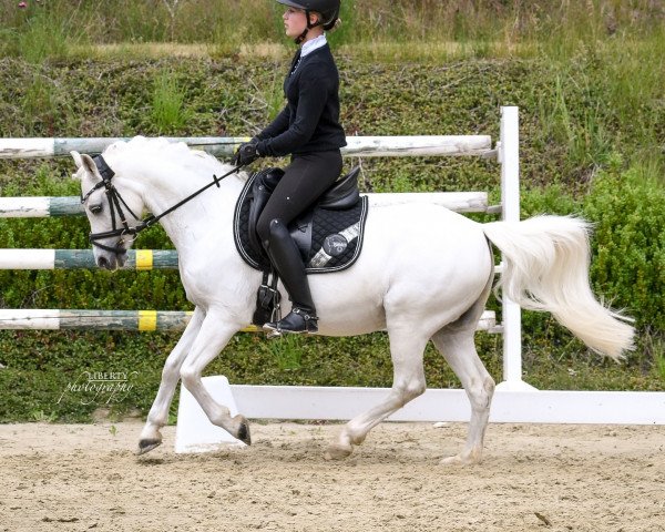 dressage horse Malibu 139 (Pony without race description, 2000, from Unbekannt)