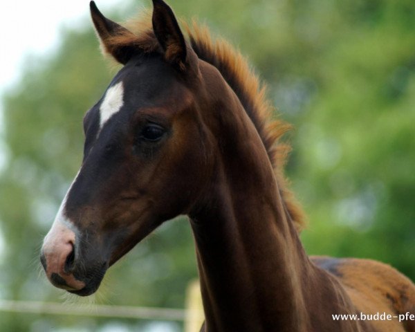 stallion Viva Wega Gold (Westphalian, 2021, from Viva Gold OLD)