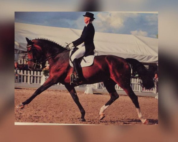 Zuchtstute Fabielle N.R. (Deutsches Reitpferd, 2003, von Falano N.R.) Zuchtstute Fabielle N.R. (Deutsches Reitpferd, 2003, von Falano N.R.)