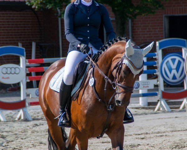 jumper Pretty Blue (Zangersheide riding horse, 2017, from Plot Blue) jumper Pretty Blue (Zangersheide riding horse, 2017, from Plot Blue)
