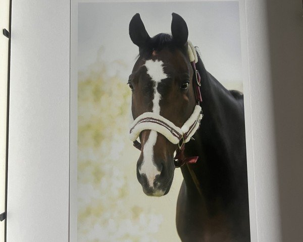 horse Little Joe 302 (German Sport Horse, 2003, from Littlefield)