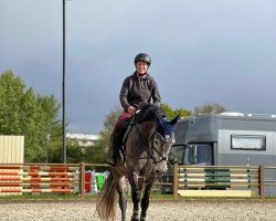 jumper Diavida KG (Hanoverian, 2019, from Diacontinus)