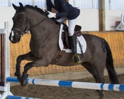 dressage horse Medo 2 (New Forest Pony, 2003, from Milando af Mosevang)