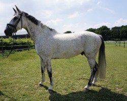 jumper Dacapo D (Zangersheide riding horse, 2014, from Dakar VDL)