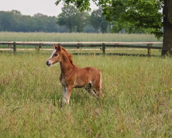 horse HK Günther is my Name (German Riding Pony, 2021, from Global Champion WE)