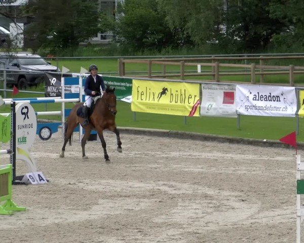 Reitturnier Werdenberg 2024
