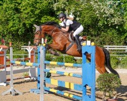 jumper Spencer 78 (Hanoverian, 2009, from Satisfaction FRH)