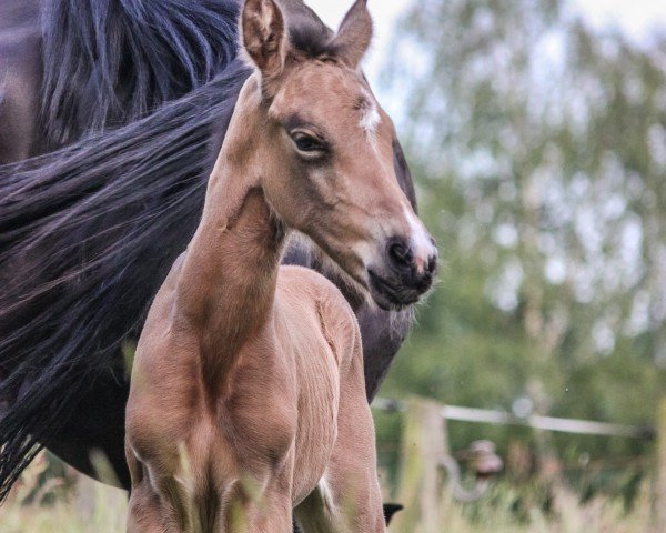 horse Call me Inge JP (German Riding Pony, 2021, from Can Dance 3)