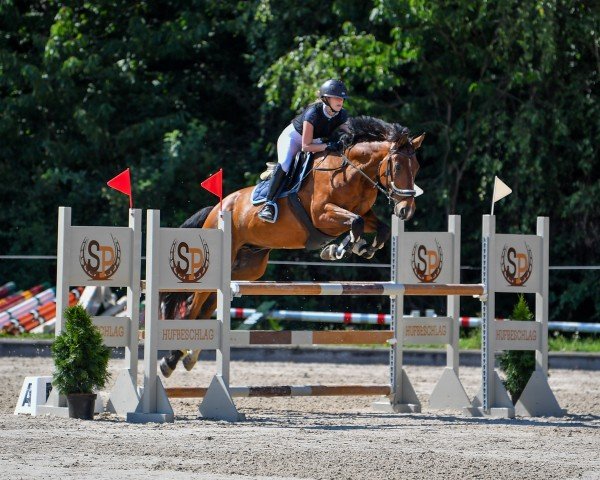 Springpferd Canamor THC (Anglo Europäisches Sportpferd, 2016, von Caruso de Trebox)