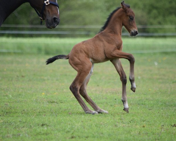stallion Canto Fit (Zweibrücken, 2021, from Camargo 2)
