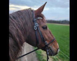 dressage horse Look at Me 65 (Hanoverian, 2012, from Londontime)