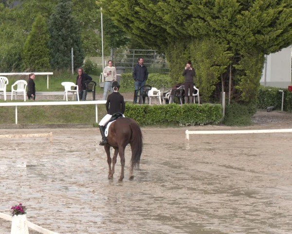 Reitturnier Bornheim-Widdig 2024